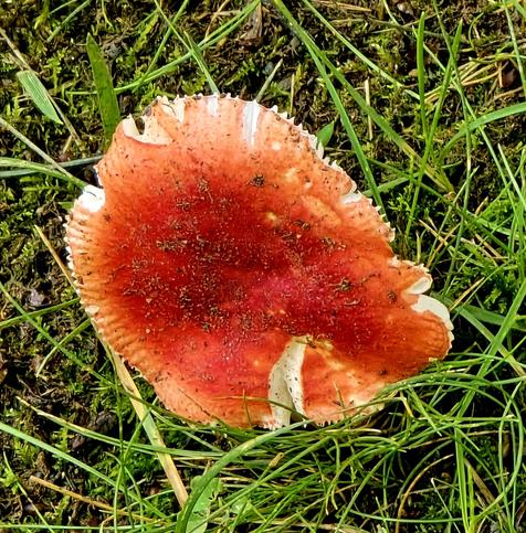 Deep red fly amanita mushroom.