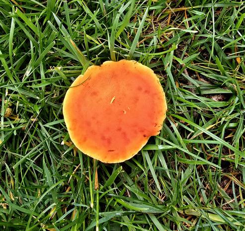 Orange sauce fly agaric mushroom.