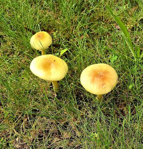 White and orange saucer capped mushrooms.
