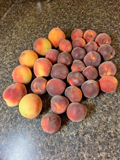 A group of small to medium size peaches, freshly picked from two youngpeach trees shit on a countertop. The small peaches have a deep red skin, while the larger peaches are a brighter red-orange.