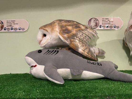 A barn owl crouched on top of a shark plushie, both facing left. On right edge, you can just see another barn owl watching, head slightly cocked.