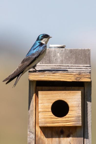 A Tree Swallow bird perched on a wooden birdhouse.