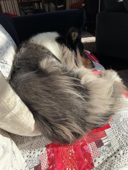 Tricolour rough collie lying on the sofa in the sun.