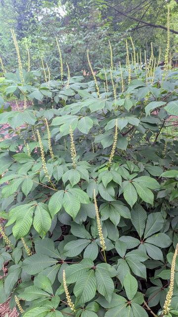 Large green shrub with large leaves. Light green upright flower stalks rise above the leaves