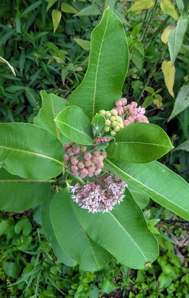 Glossy green leaves surround clusters of pink flower buds with an orange insect eating the leaves