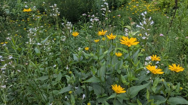 Yellow daisylike flowers bloom above white flower stalks