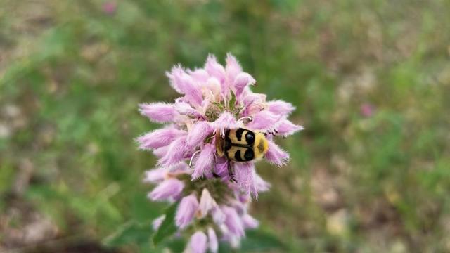 Photo of Trichius fasciatus (Eurasian Bee Beetle) by sam_biotech. Attribution: (c) Самуил М., some rights reserved (CC BY).
