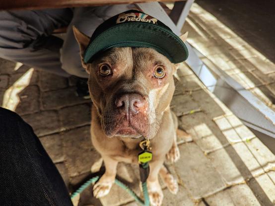 A photo of a light brown staffie type dog sitting under a table on a brick patio floor with evening sunlight casting shadows and light across it. It is wearing a dark green doggie ballcap that says "Oregon" on the front, and its amber-colored eyes are open very big and round as it stares into the camera. Its collar and leash are also green, like the hat. Very dapper.