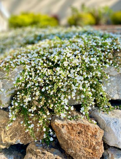 small white flowers