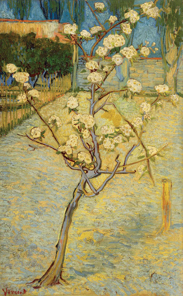 A Post-Impressionist painting. A small pear tree in bloom; the trunk is in shades of tan and blue, and the blossoms are pinkish-white and green. The ground itself is a dapple tan and blue, an interesting color choice. In the background a line of bushes against a wall, some rows of plants, and beyond them, a line of Lombardy poplars, can be seen against a blue sky.