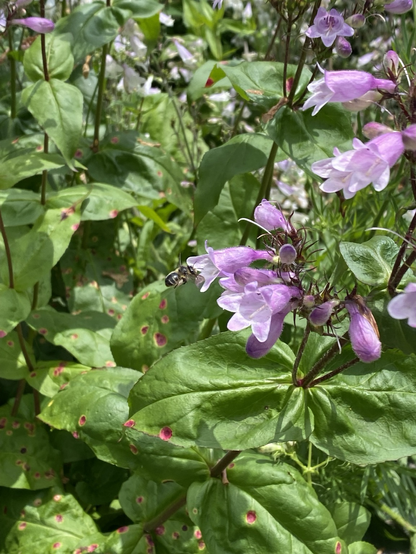 Several pink blossoms are opening to to the left. The black pollinator is captured at the entry to a blossom.