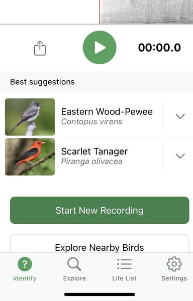 Screenshot from the bird identifier app, Merlin. It shows two birds that is was able to ID by sound: an Eastern Wood-Pewee and a Scarlet Tanager. I haven’t heard these birds together, especially at night.