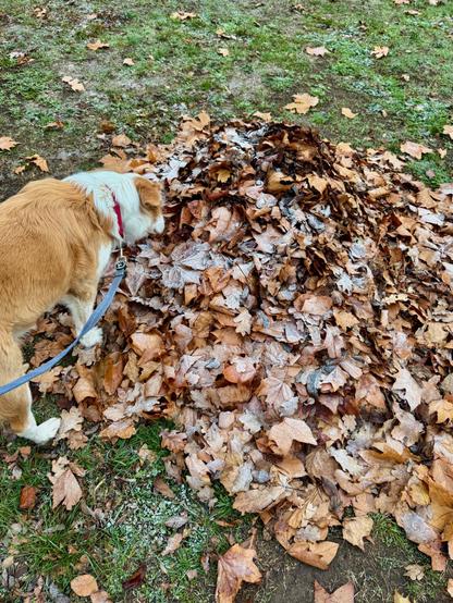 A medium-sized dog (Border Collie) with reddish-brown fur and a white patch on its head sniffs at a large pile of brown, frost-covered fallen leaves, attached to a blue leash with a red collar. The leaves lie on grass and dirt.
