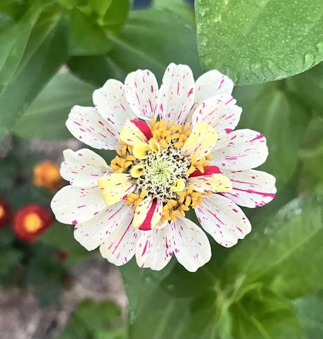 A white and pink speckled (candy cane) zinnia with a yellow and white center