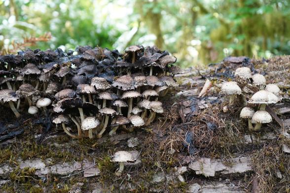 A bunch of mushrooms on a log.