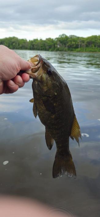 I caught 3 smallies in less than 2 minutes.