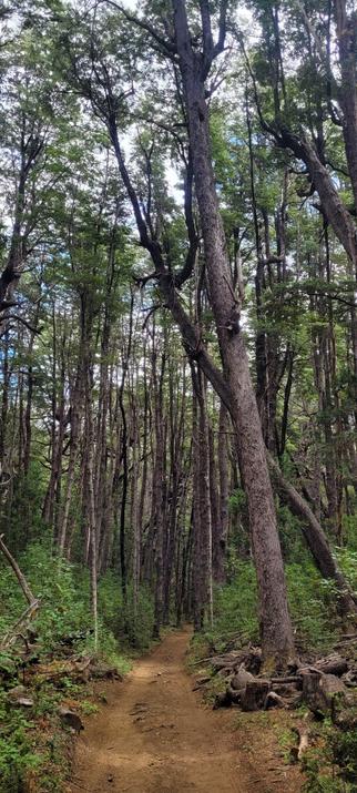 Trail in the forest.
