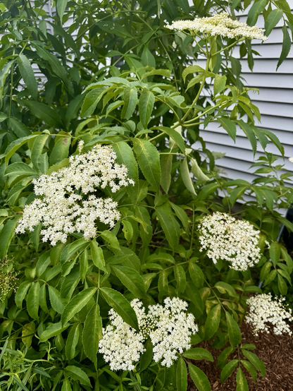 Flowers blooming on an elderberry shrub.