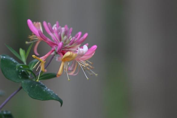 A blooming honeysuckle with a pink/orange blossom. The green leaves below the blossom are covered in water droplets.
