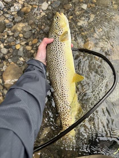 Big fish only on the Bow