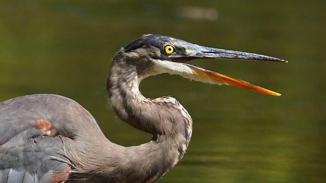 The upper third of a sunlit Great Blue Heron stands in profile in front of a green river with its great beak agape.