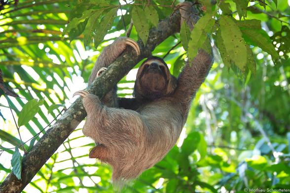 Three-toed sloth hanging on a branch