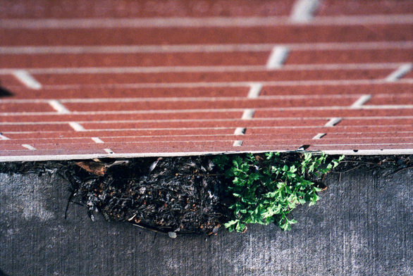 Looking down a brick wall at a crescent of weeds against the concrete of the sidewalk: the left side is dark and decaying while bright green leaves sprout on the right.