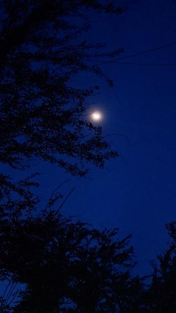 Crescent Moon behind the tree. Sky is royal blue at early hours of dawn.