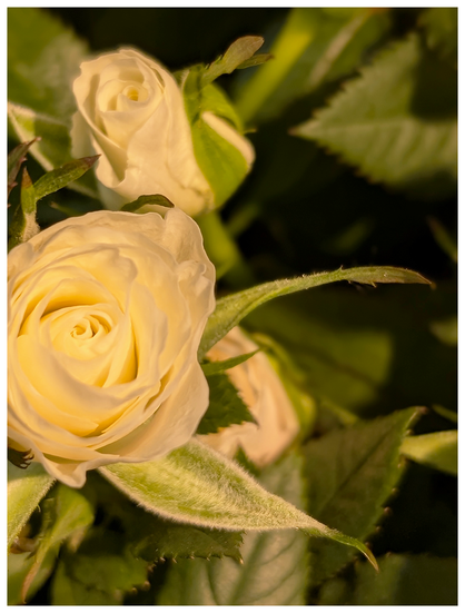 flower shop. close-up of a couple mini roses in a pot with leaves.