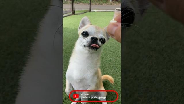 スムースコートチワワ きな子ちゃん紹介動画 #Shorts #dog