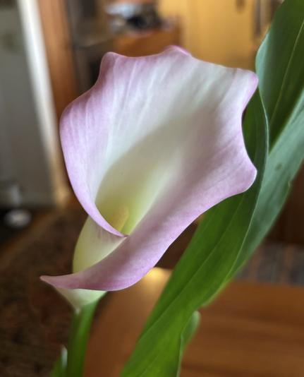 A close-up of a delicate Calla Lily flower with a creamy white and soft pink petal, accompanied by green leaves, set against a blurred indoor background.