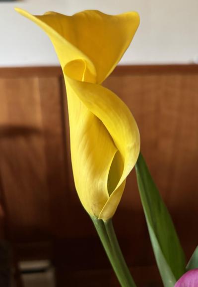 A close-up of a vibrant yellow calla lily flower with smooth, curved petals. The background features a blurred wooden surface, adding warmth to the image.