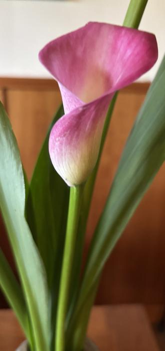 A close-up image of a pink calla lily flower, with broad green leaves and a wooden background.