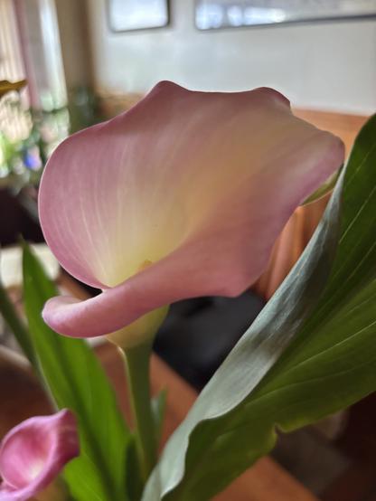 Image features a close-up of a pink calla lily flower, with soft petals and green leaves in the background. The setting appears to be an indoor space, possibly a living room.