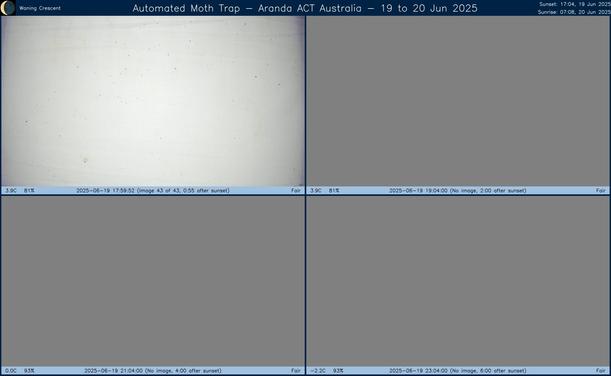 Collage showing insects attracted to light and automatically imaged 1 hour, 2 hours, 4 hours and 6 hours after sunset in Aranda, ACT, Australia on the night of 19 to 20 Jun 2025. The image includes four smaller images collected around the listed times. Each image shows a section of sheet with a variable number of insects attracted to UV and visible light. Number and variety depends on time of year and conditions during the given night. The image is also labeled with basic details of the associated weather and moon phase. For more explanation of the Automated Moth Trap project visit https://amt.hobern.net/ and https://www.flickr.com/photos/dhobern/albums/72177720322426621.