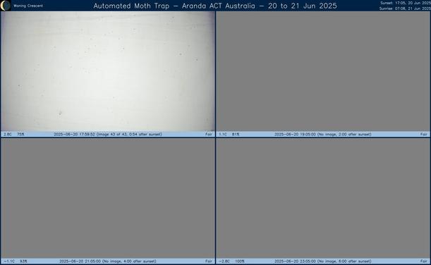 Collage showing insects attracted to light and automatically imaged 1 hour, 2 hours, 4 hours and 6 hours after sunset in Aranda, ACT, Australia on the night of 20 to 21 Jun 2025. The image includes four smaller images collected around the listed times. Each image shows a section of sheet with a variable number of insects attracted to UV and visible light. Number and variety depends on time of year and conditions during the given night. The image is also labeled with basic details of the associated weather and moon phase. For more explanation of the Automated Moth Trap project visit https://amt.hobern.net/ and https://www.flickr.com/photos/dhobern/albums/72177720322426621.