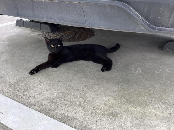 cat underneath car, staring at us menacingly