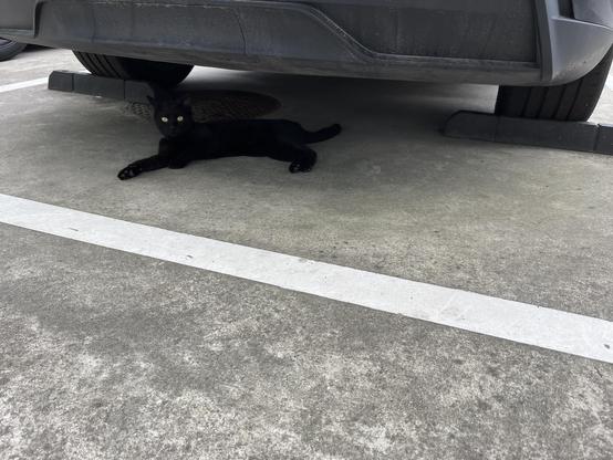 we are farther from the cat, yet it still stares at us menacingly