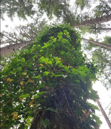 We are at the base of a large Douglas Fir tree, looking up. The entire tree is covered with English Ivy.  We see the grey sky, and the trunks of several other trees, too. Those other tree trunks are not covered in ivy.