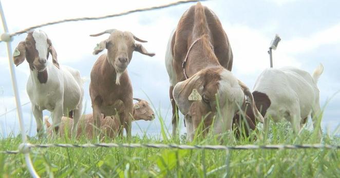 Goats coming to munch on invasive Buckthorn in Flint next week | Local