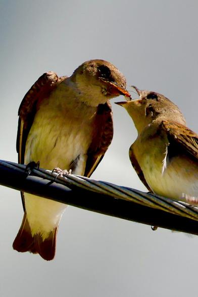 Two birds balance on a wire; the larger deposits an insect into the smaller bird’s beak.