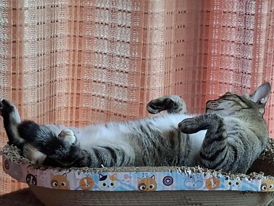 Our cute tabby cat laying on her back with all paws spread out. She is in a scratching basket.