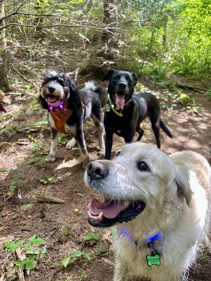 Three dogs with big smiles stand together on a wooded hillside.