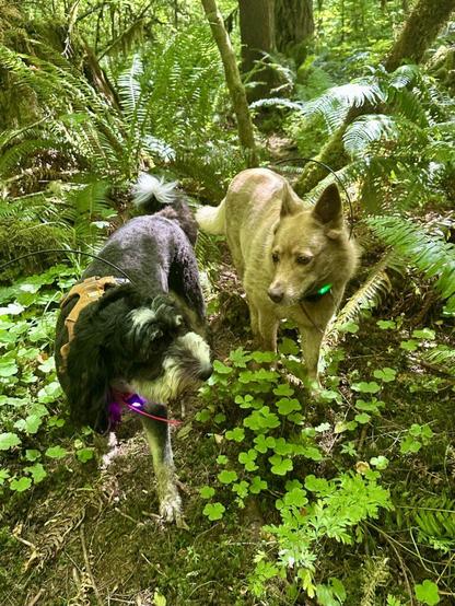Two dogs walking through richly overgrown forest vegetation stop for a moment to look at each other.