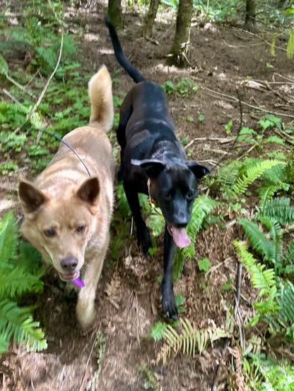 Two happy dogs jog side by side through the woods.