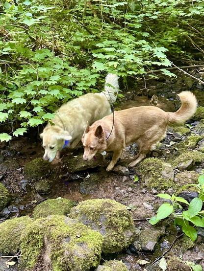 Two dogs walk together in a friendly and relaxed way along a creek bed between maple leaves and mossy boulders.