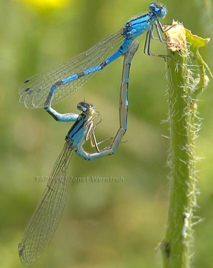Dragonfly Photography:  #Damselflies