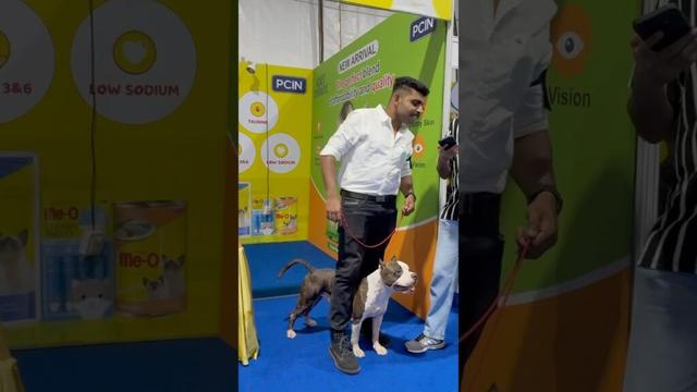 My boy Toro jr with his friend adhi at kochi dog show #amstaff #dogshorts #dogshow2024 #dogshow2025