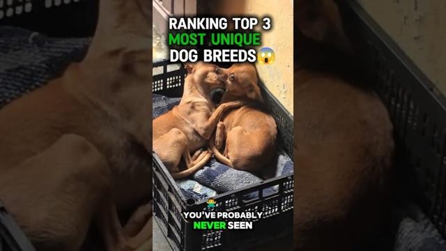 Top 3 MOST UNIQUE DOG Breeds in the World 🐕😲 (Wait for #1!) #shorts