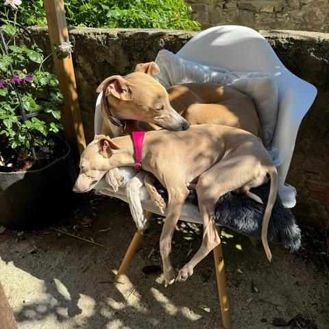 Two light-coloured dogs asleep on a garden chair.